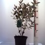 Aronia arbutifolia 'Brilliant'